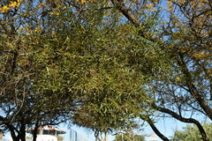 Phoradendron quadrangulare