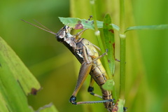 Paroxya