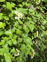 Physocarpus