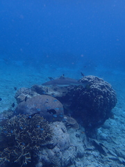 Carcharhinus melanopterus