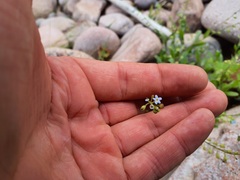 Myosotis laxa