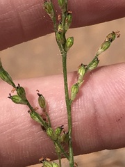 Urochloa arizonica