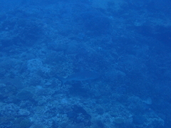 Carcharhinus amblyrhynchos