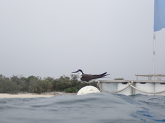 Onychoprion anaethetus