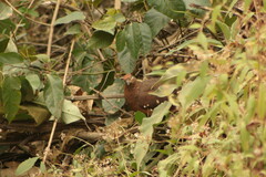 Macropygia phasianella