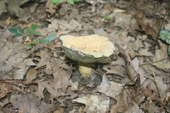 Gyroporus cyanescens