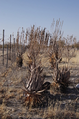 Aloe littoralis image