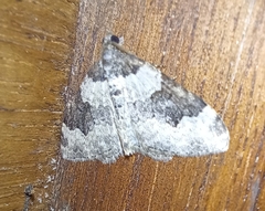 Xanthorhoe fluctuata