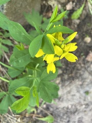 Thermopsis