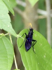 Gnamptopelta obsidianator