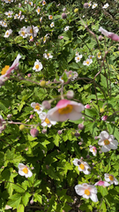 Eriocapitella hupehensis