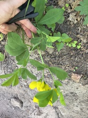 Thermopsis