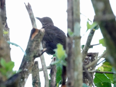 Turdus plebejus