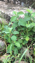 Sida rhombifolia