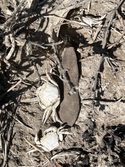 Hemigrapsus oregonensis