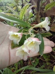 Rodriguezia granadensis