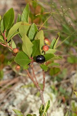 Aronia