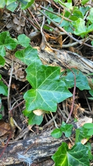 Hedera helix