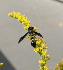 Zethus spinipes spinipes