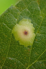 Pachypsylla