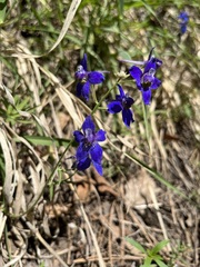 Delphinium