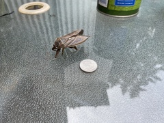 Lethocerus americanus