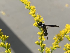 Zethus spinipes spinipes