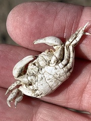 Hemigrapsus oregonensis