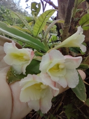 Rodriguezia granadensis