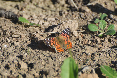 Vanessa braziliensis