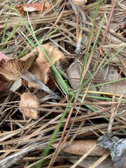 Desarmillaria tabescens