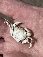 Hemigrapsus oregonensis
