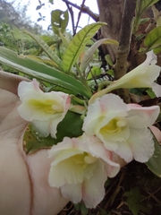 Rodriguezia granadensis