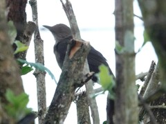 Turdus plebejus