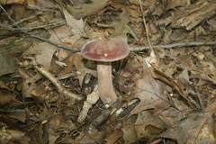 Tylopilus rubrobrunneus