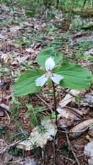 Trillium undulatum