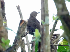 Turdus plebejus