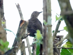 Turdus plebejus