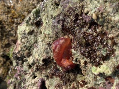 Hexabranchus