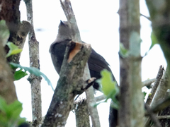 Turdus plebejus