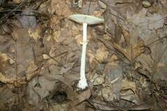 Amanita multisquamosa