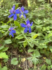 Delphinium