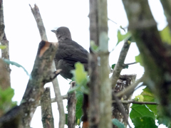 Turdus plebejus