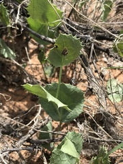 Acourtia nana