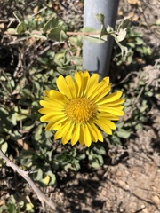 Grindelia hirsutula