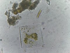 Bacillariophyceae
