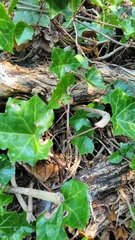 Hedera helix
