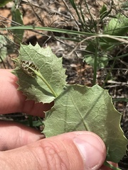 Acourtia nana