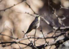 Oreotrochilus leucopleurus