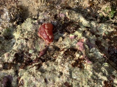 Hexabranchus